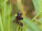 FZ030464 Six-spot Burnet (Zygaena filipendulae).jpg